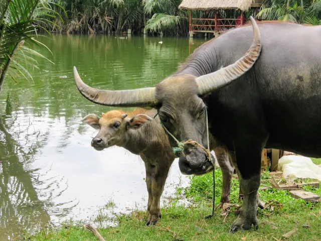 Mother and baby water buffalo near Hoi An Vietnam