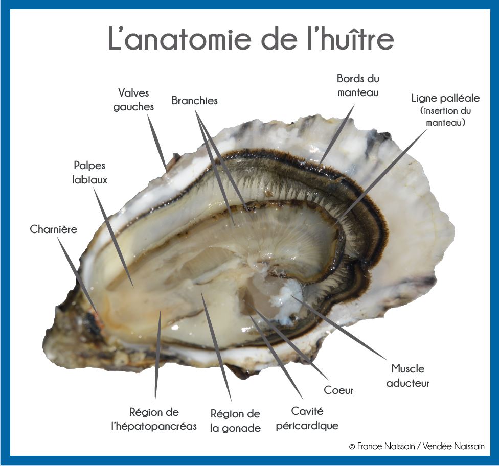 l'huitre et la santé les pieds sous la table