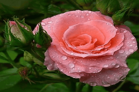 Puisi Sejuk Merayu 4 Bait