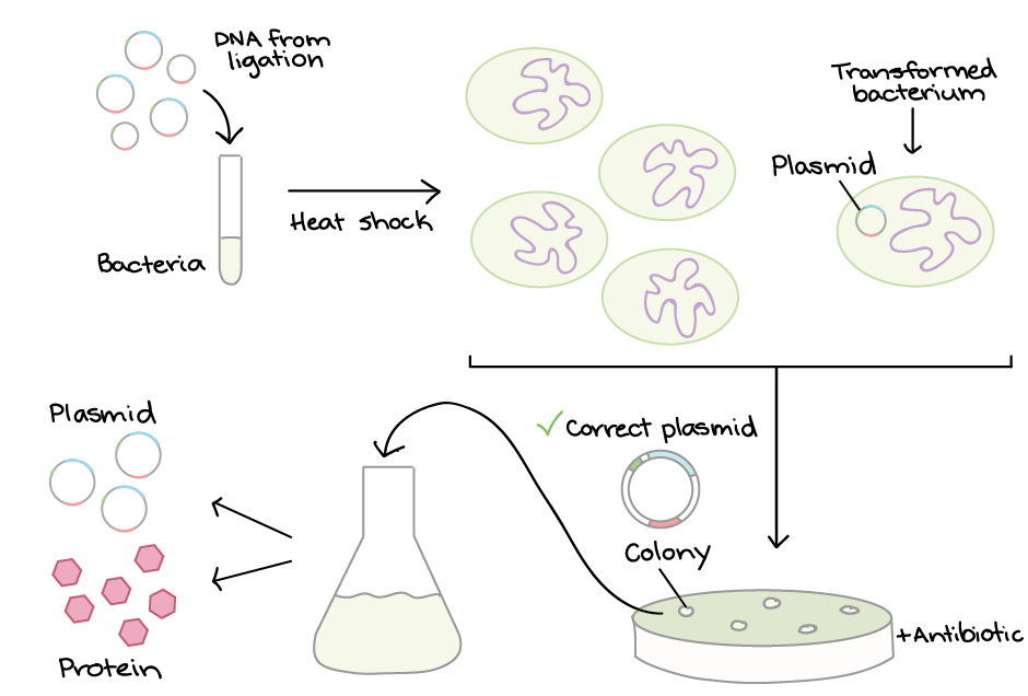 Gen tica Microbiana Transformaci n Bacteriana gen-tica-microbiana-transformaci-n-bacteriana