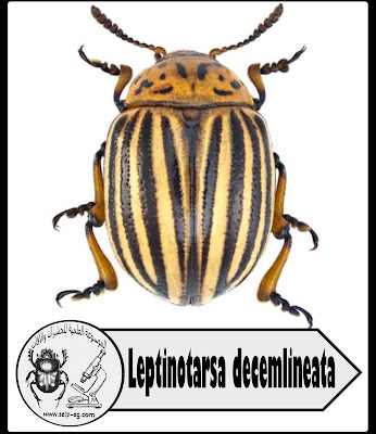 خنفساء بطاطس كولورادو Colorado Potato beetle