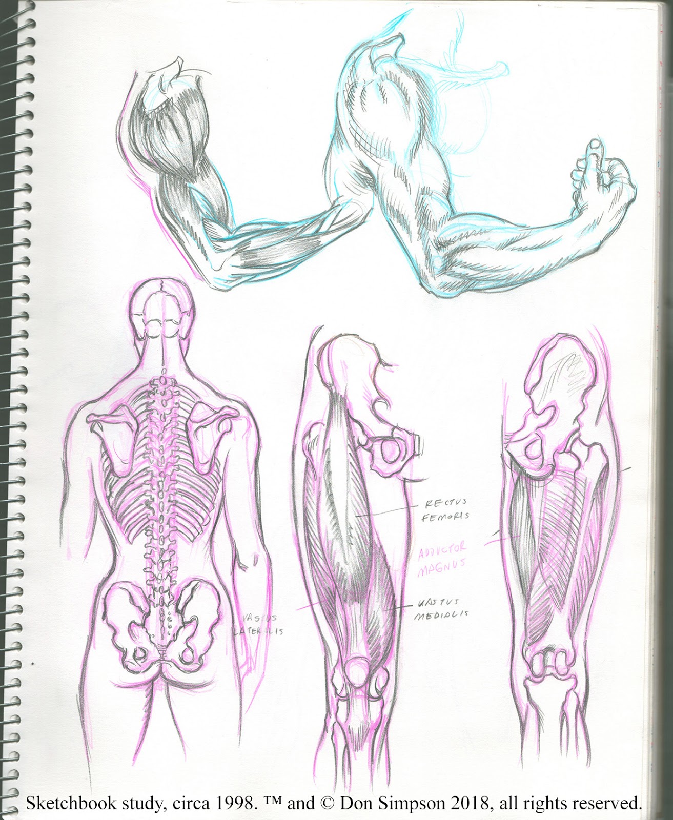 How To Draw The Hunan Figure Drawing An Anatomical Approach - Louise Gordon