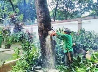 Jasa Tebang Pohon Area Surabaya