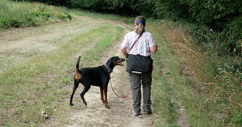 Unterwegs Mit Hunden