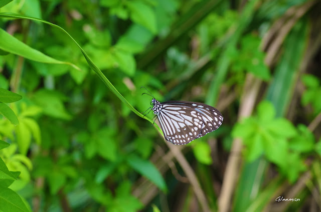 雞南山散步，娟斑蝶