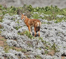 Ethiopian Wolf