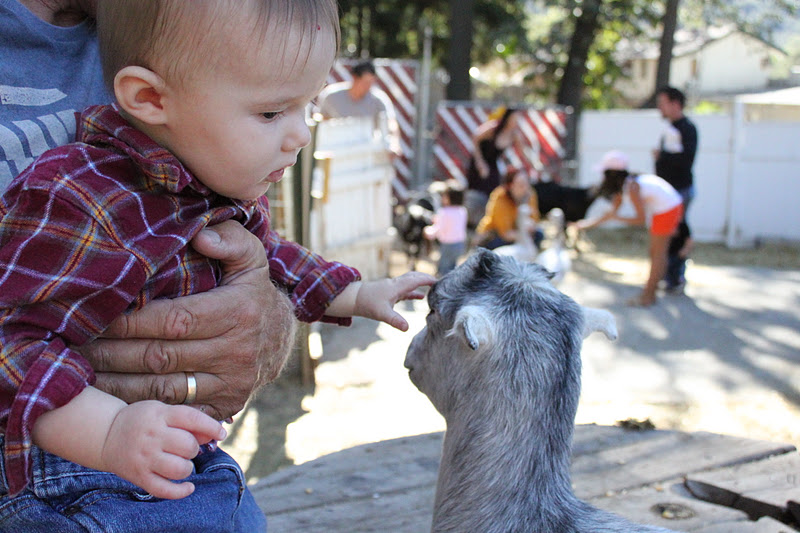 thegoltrys Oak Glen Petting Zoo and The Pumpkin Patch...