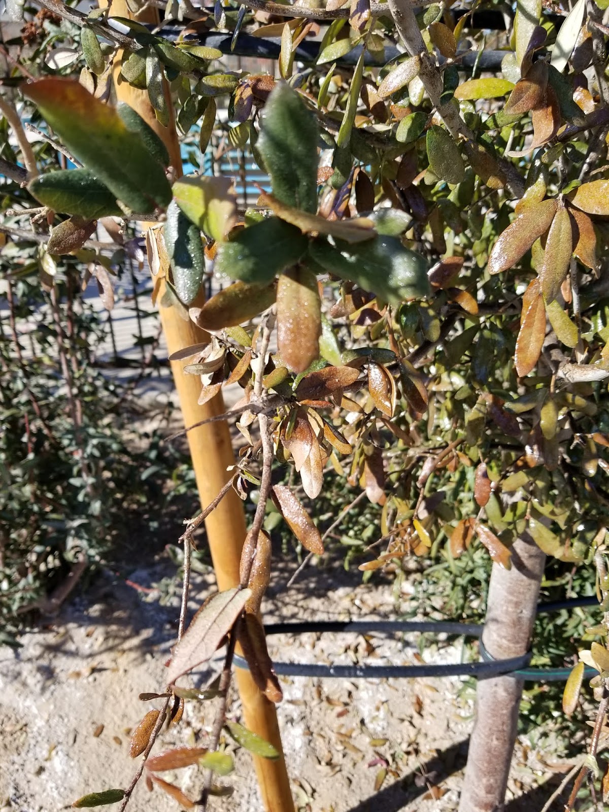 Xtremehorticulture Of The Desert Controlling Ants In Oak Tree