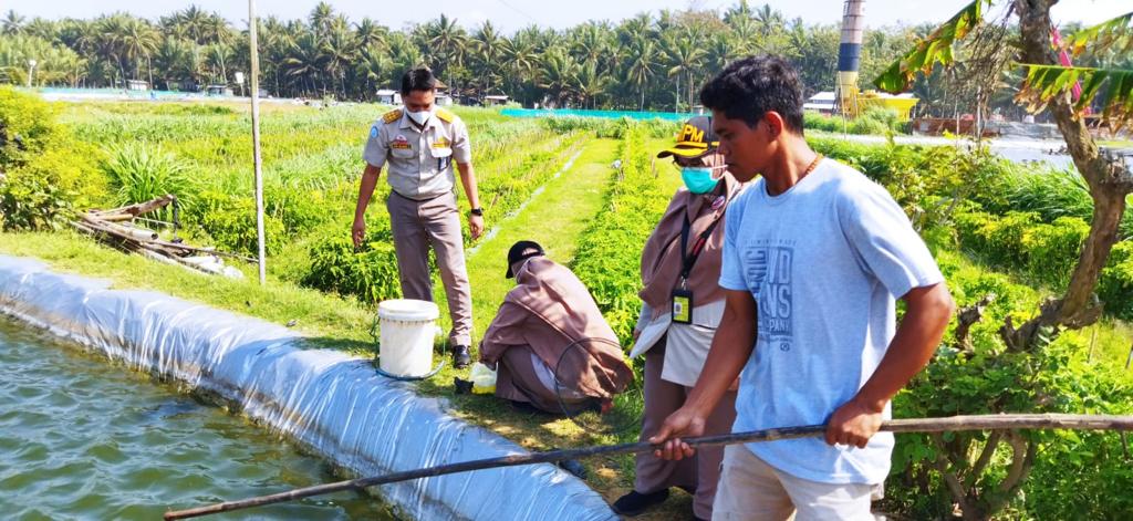 KKP Teliti Serangan Penyakit Ikan Nila Budidaya di Bantul