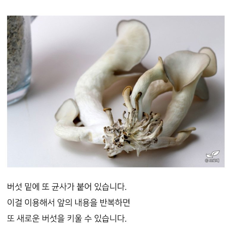 요즘 불교 굿즈 수준집에서 버섯 키우기 - 짤티비