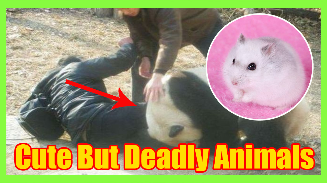8 Cute But Deadly Animals Celebrity1st deadly-animals