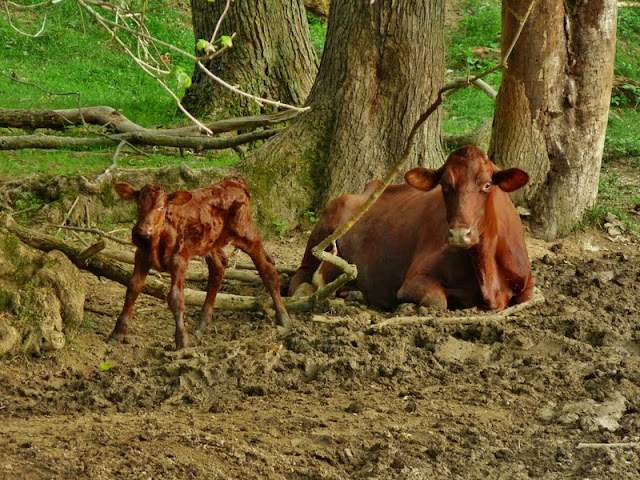 Proud Mama cow