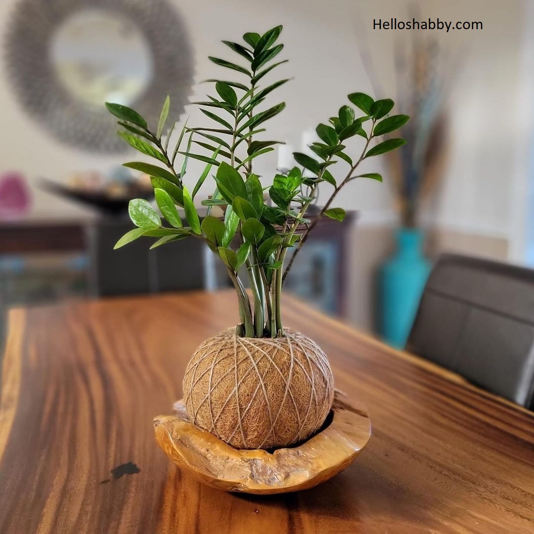 7 Low Maintenance Indoor Plant Names With Pictures interior and exterior