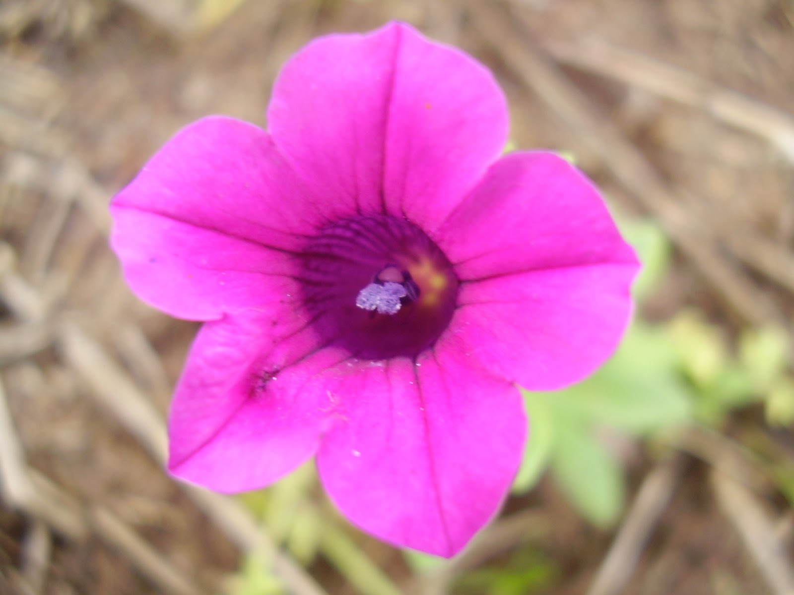 Naturaleza entrerriana: Petunia integrifolia ssp. integrifolia