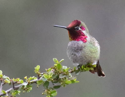 Photo of Anna's Hummingbird on a branch Photo of Anna's Hummingbird on a branch