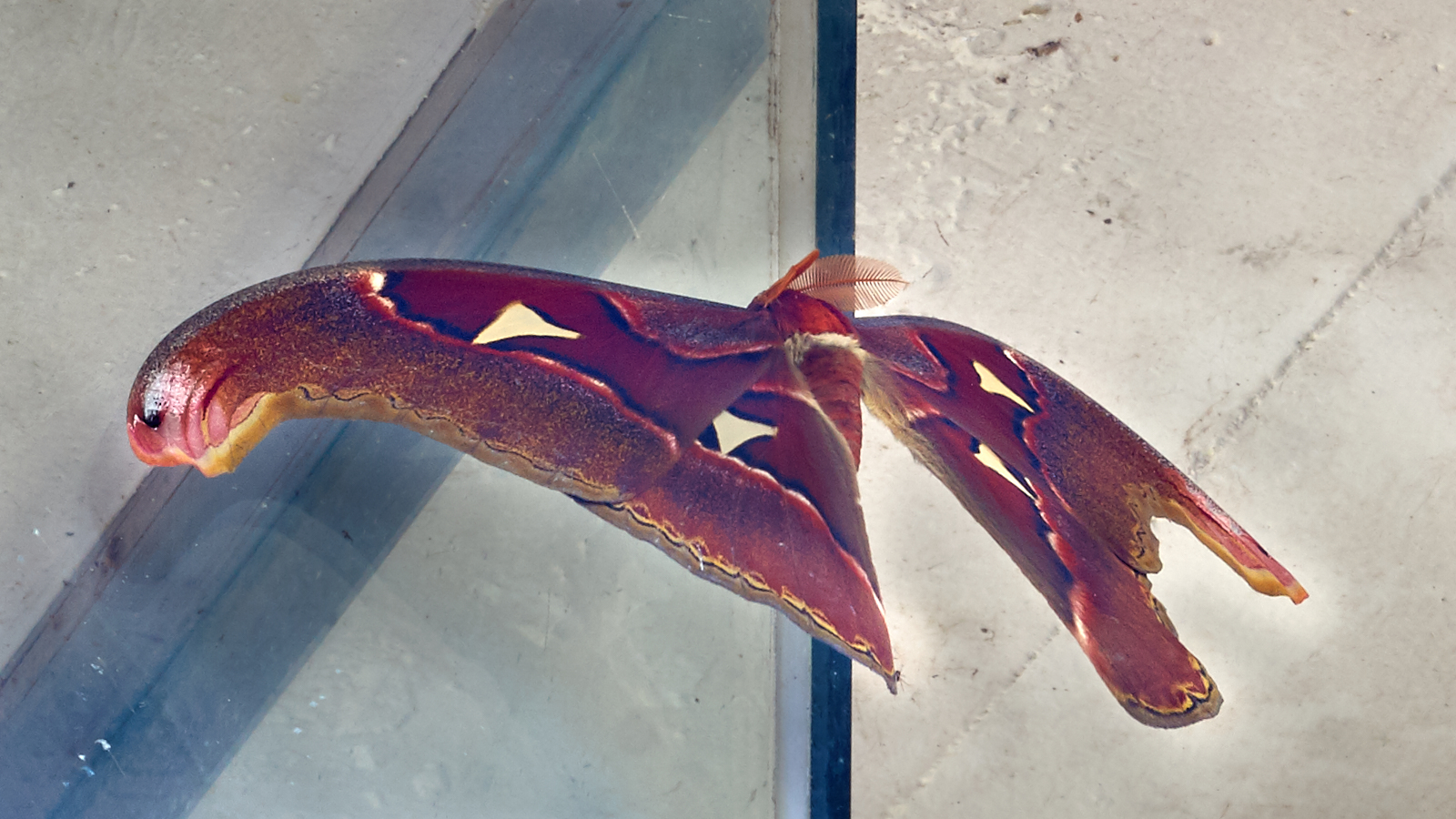 Our wall is becoming a moth magnet: Atlas / Snake Head Moth