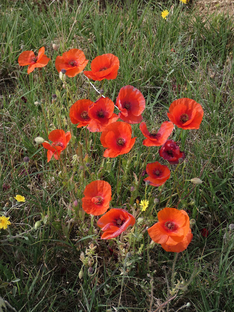 Gentils coquelicots.