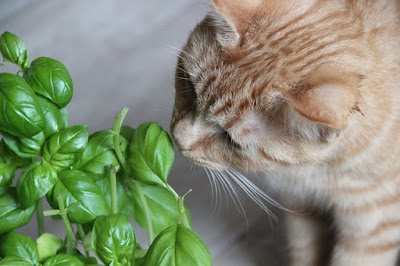 alt="gato olisqueando una planta"