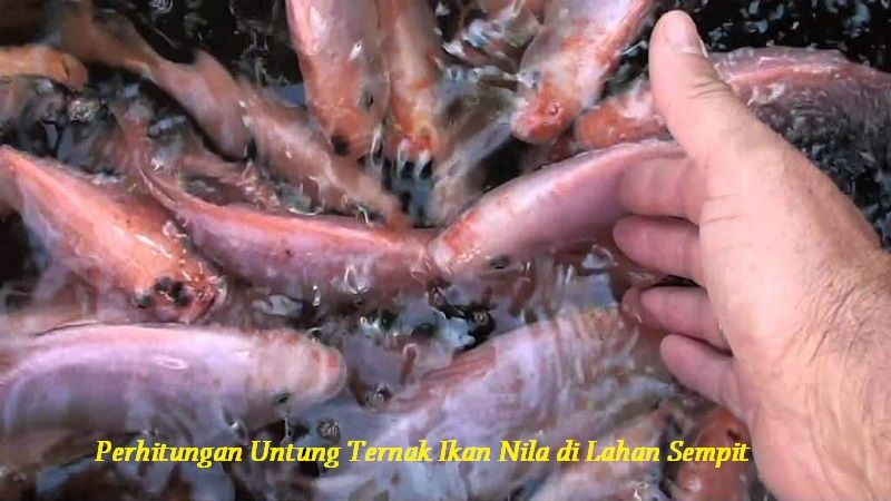 Gambar Perhitungan Untung Ternak Ikan Nila di Lahan Sempit