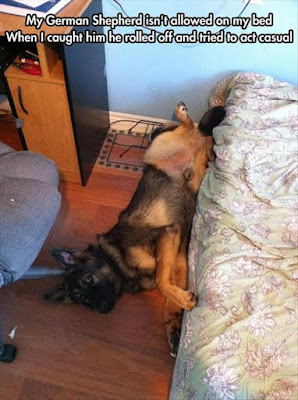 Funny dog pictures : Its ok i will just sleep here