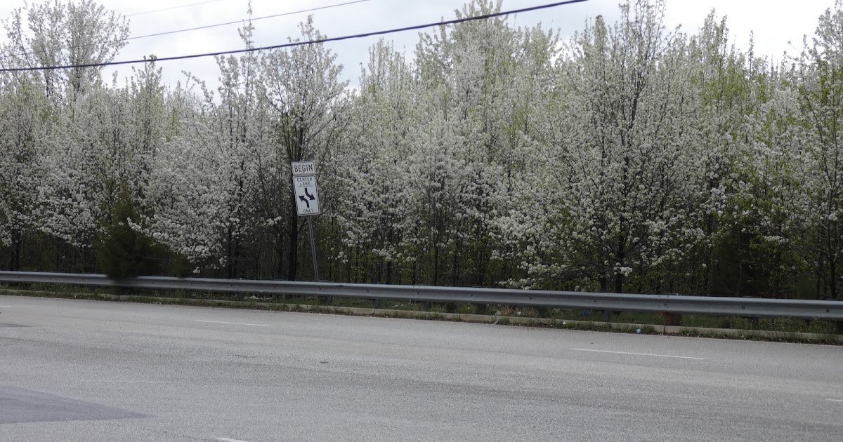 Blooming trees along the Highway