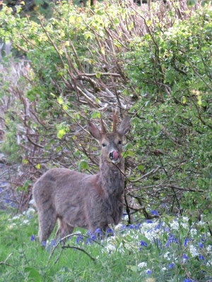 Photo of a roe deer buck, with bluebells and wild garlic flowers