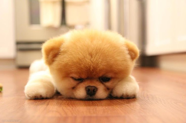 Top 100+ Hình ảnh chú chó dễ thương & Kute đáng yêu nhất năm
