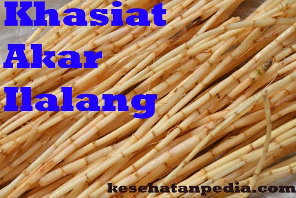 Khasiat Akar Ilalang : Manfaat untuk Kesehatan dan Ginjal - kesehatanpedia