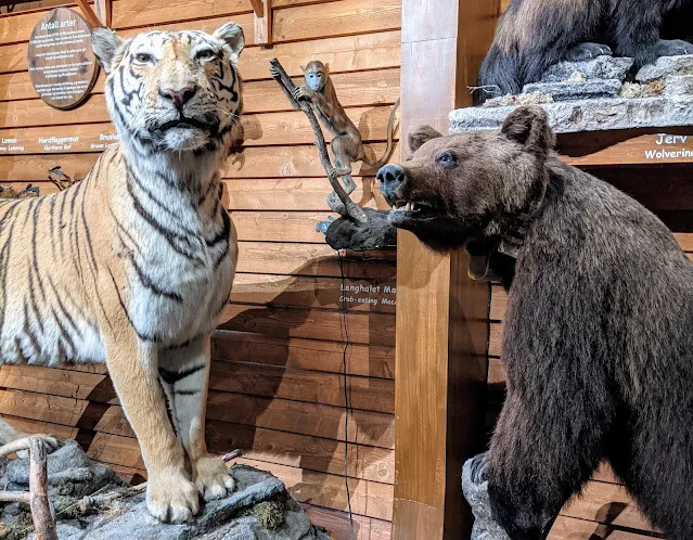 Tiger and bear taxidermy specimens on display at Vitenskapsmuseet in Trondheim