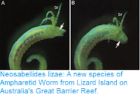 https://sciencythoughts.blogspot.com/2015/11/neosabellides-lizae-new-species-of.html
