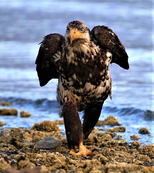 BARRY the BIRDER Immature Bald Eagle awaits its turn to feed...