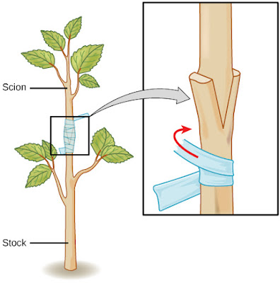 drawing%2Bscion_rootstock.jpg