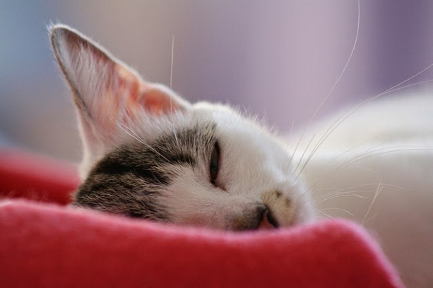 How Much Sleep Do Kittens Need