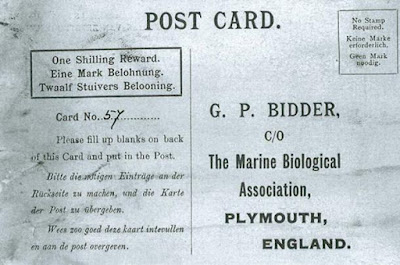 Писма в бутилка The-postcard-in-Bidders-message