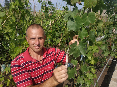 Daun anggur jenis Sweet sapphire (Moon drops, Avatar ...