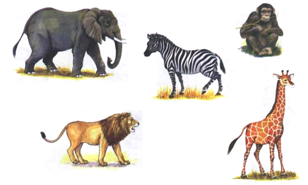 Картинки животных жарких стран Книга: "Демонстрационные картинки "Животные жарких стран" (173х220 мм)" Татьян