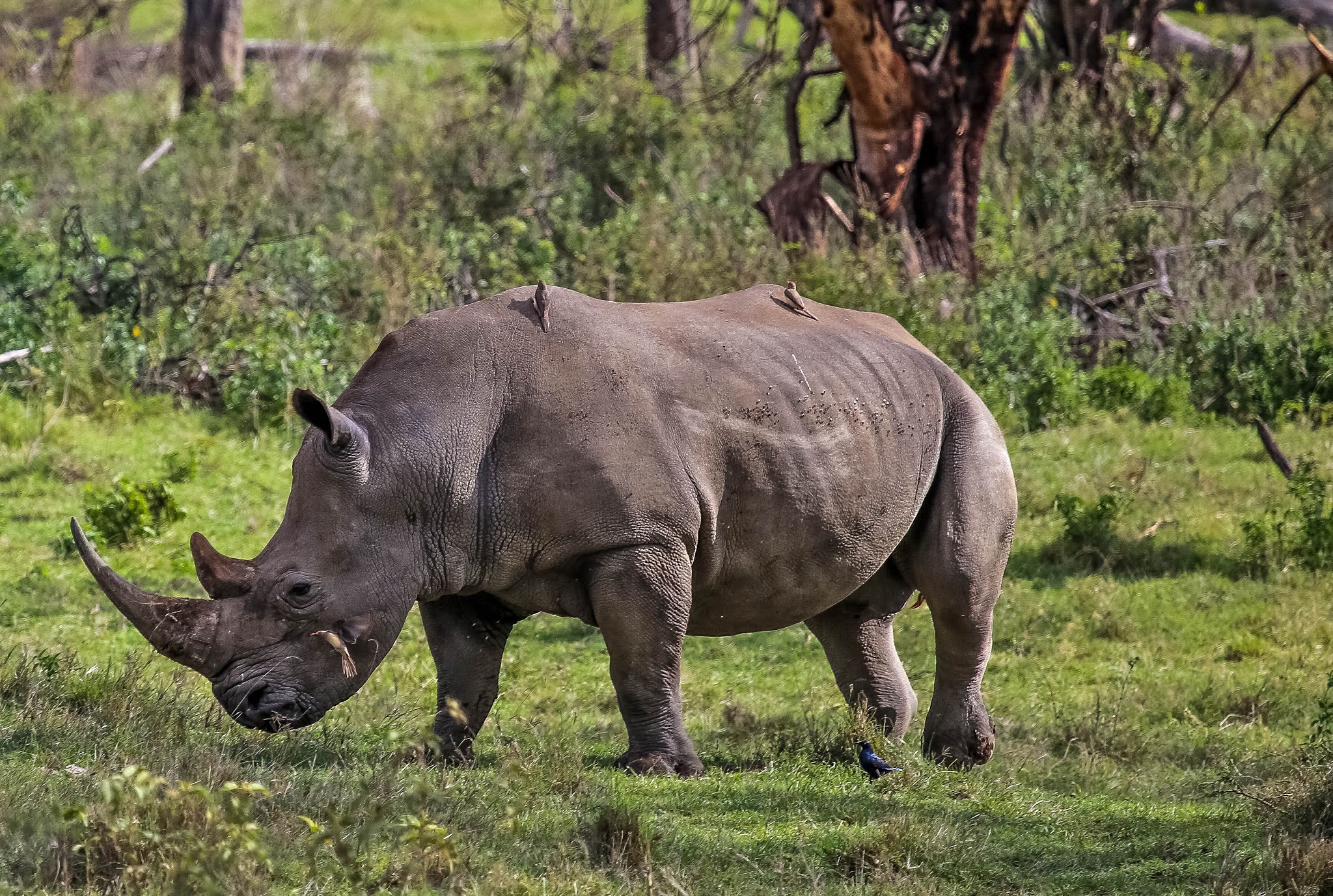 Носорог в тропическом лесу. Белый носорог. Носорог в саванне. Северный носорог. Индийский носорог.