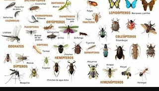  Ciri  ciri  Klasifikasi Morfologi dan Anatomi Serangga 
