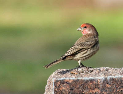 Photo of male House Finch on headstone
