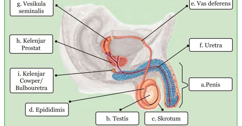 Organ Penyusun Sistem Transportasi Guru Galeri