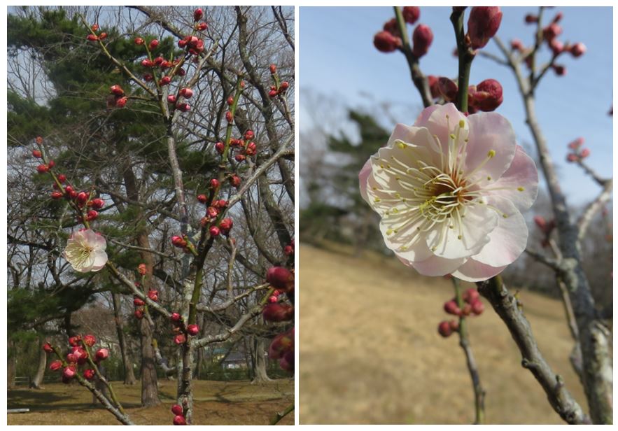 ささやかな手抜き菜園から 三神峯公園の梅の花
