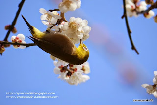 梅の蜜を吸うメジロ 梅の蜜を吸うメジロの写真