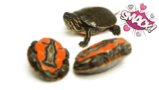 Nutrición Para Reptiles : marzo 2020