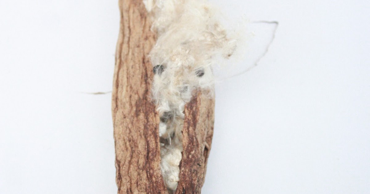 Ubat Tradisional Ruam Lampin  VPS Hosting News