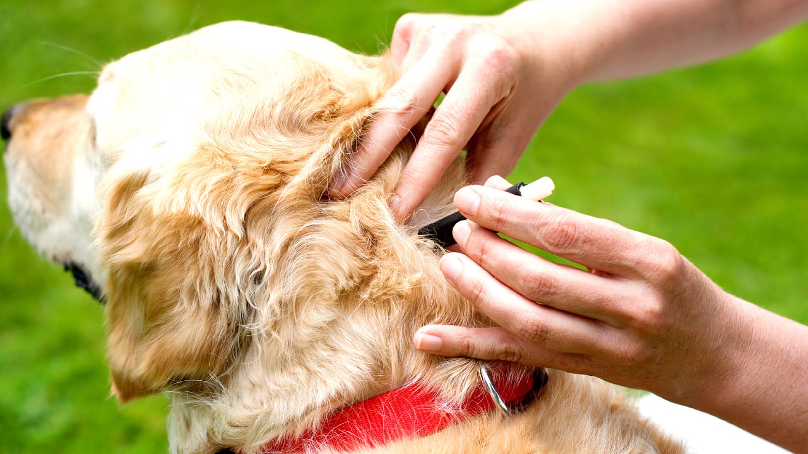 Moulting Dog Insects Dog Choices