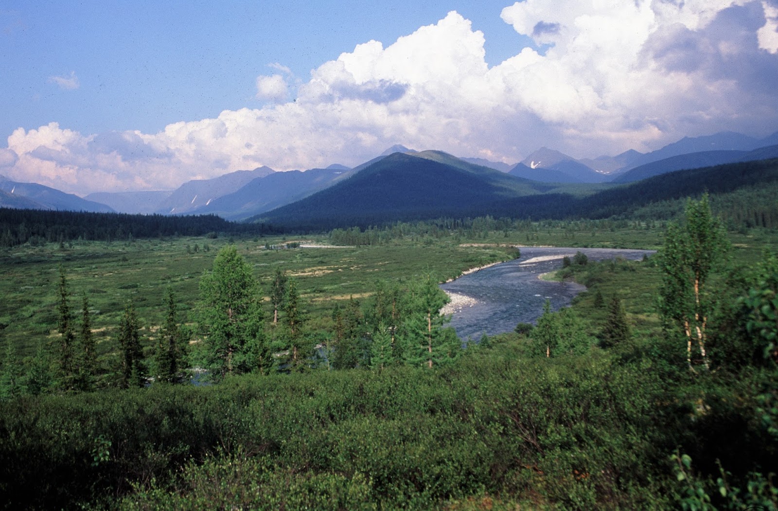 5five5 Virgin Komi Forests (Russia)