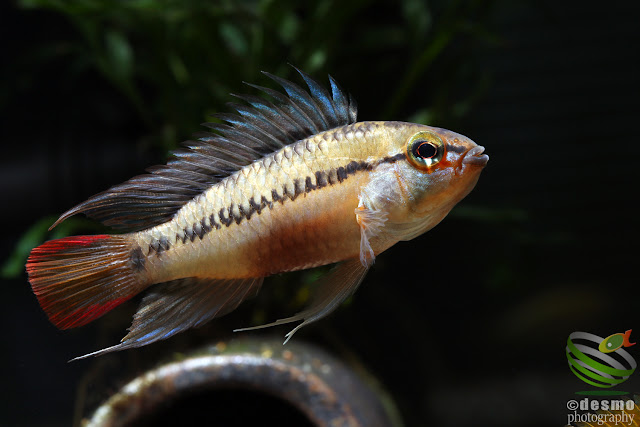 Apistogramma sp. D25