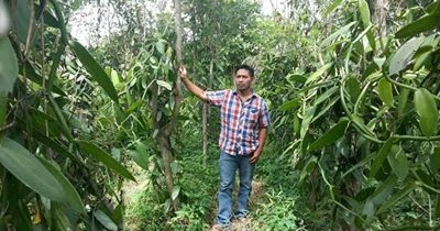 Cara Budidaya Vanili Modern dari Tanam Sampai Panen | Contoh Usaha