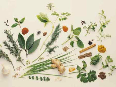 Ervas e Curas - O Glossário Herbal