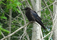 Common Raven – Summerside, PEI – June 2016 , © Marie Smith